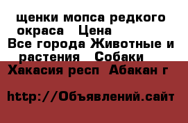 щенки мопса редкого окраса › Цена ­ 20 000 - Все города Животные и растения » Собаки   . Хакасия респ.,Абакан г.